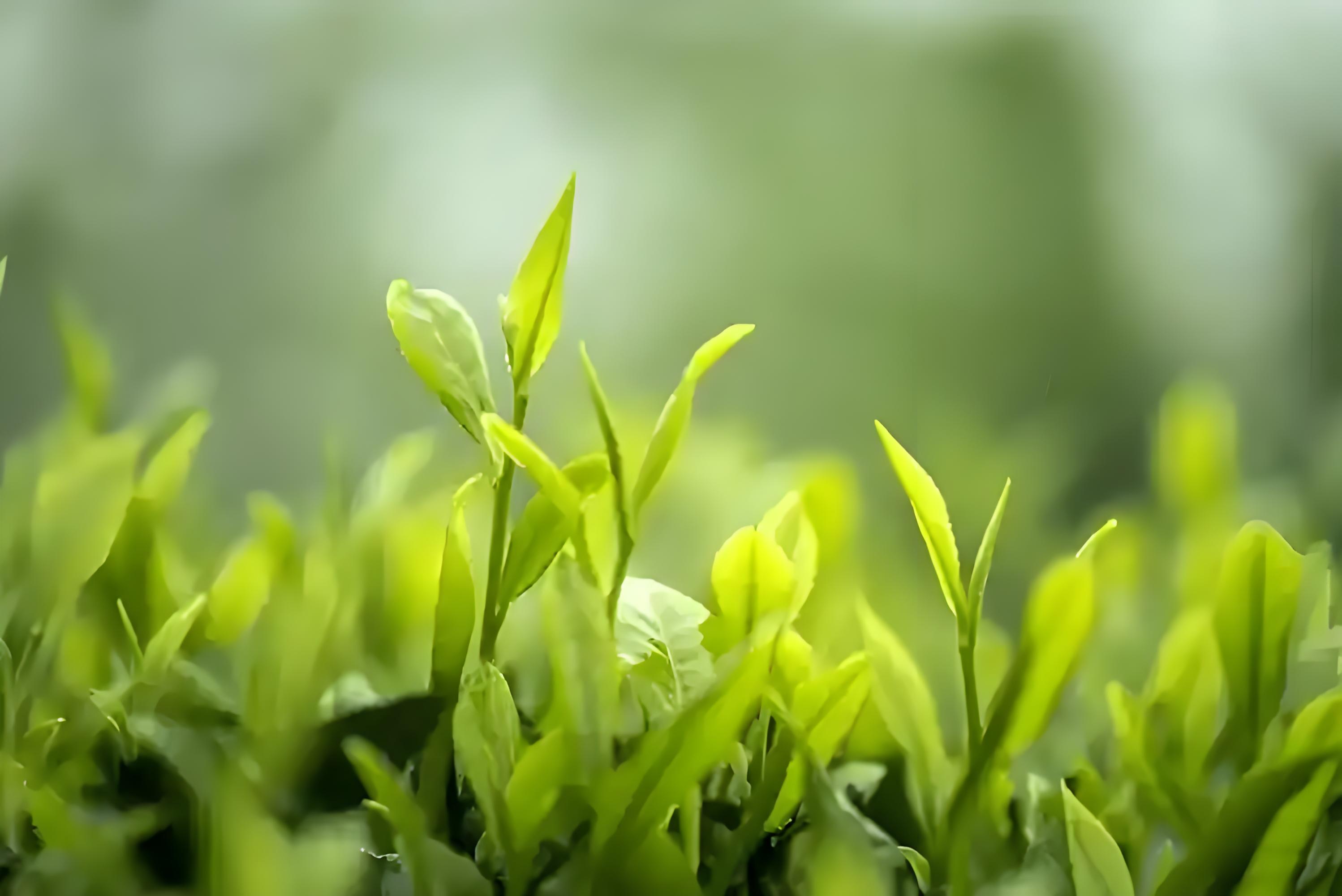 茶叶提取物茶多酚